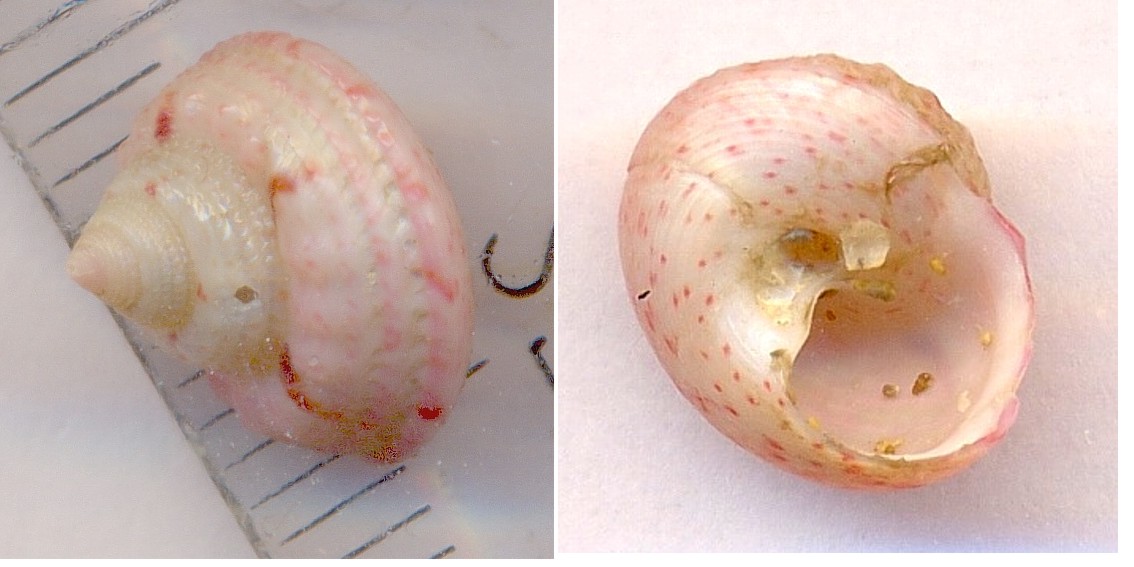 mytilidae e trochidae